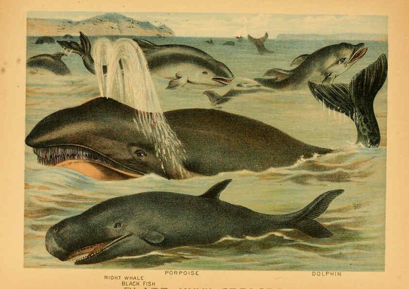 Reproducción/Reproduction 6130248178: The animal kingdom; based upon the writings of the eminent naturalists, Audubon, Wallace, Brehm, Wood and others. New York :Johnson & Bailey,1897