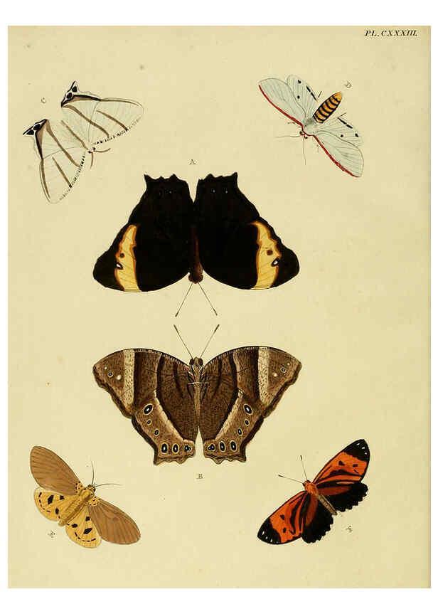Reproducción/Reproduction 6127789580: De uitlandsche kapellen. v.2. A Amsteldam :Chez Barthelmy Wild,1779-1782 [i.e. 1775-1782] 