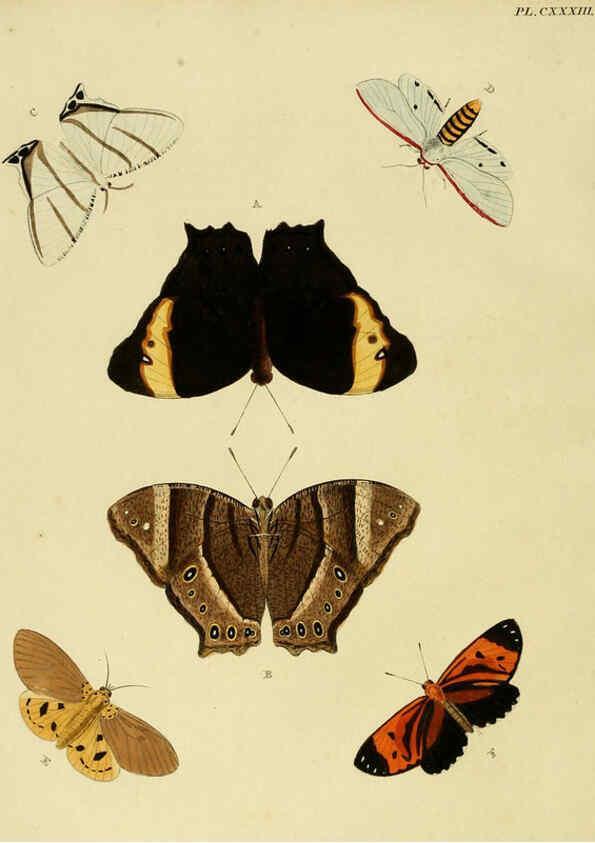 Reproducción/Reproduction 6127789580: De uitlandsche kapellen. v.2. A Amsteldam :Chez Barthelmy Wild,1779-1782 [i.e. 1775-1782] 