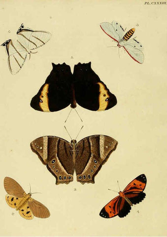 Reproducción/Reproduction 6127789580: De uitlandsche kapellen. v.2. A Amsteldam :Chez Barthelmy Wild,1779-1782 [i.e. 1775-1782] 