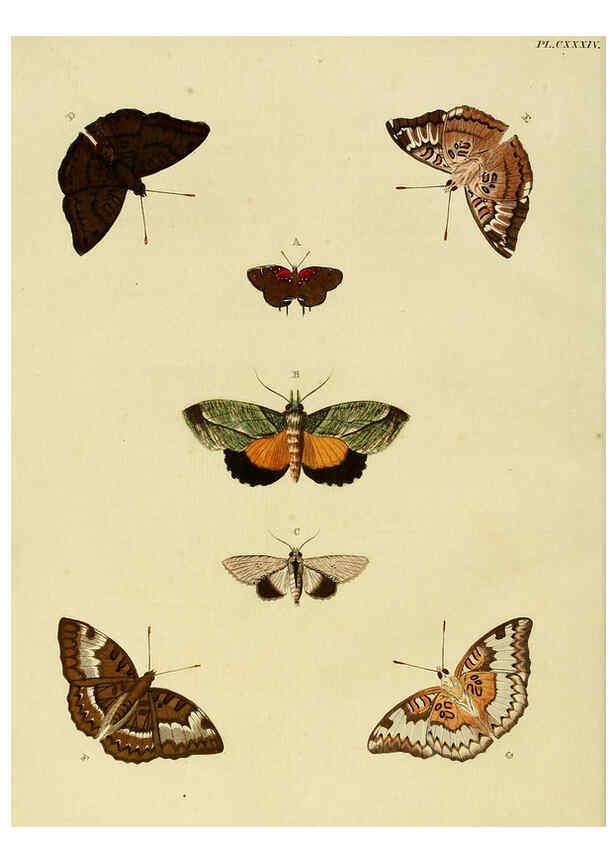 Reproducción/Reproduction 6127241791: De uitlandsche kapellen. v.2. A Amsteldam :Chez Barthelmy Wild,1779-1782 [i.e. 1775-1782] 