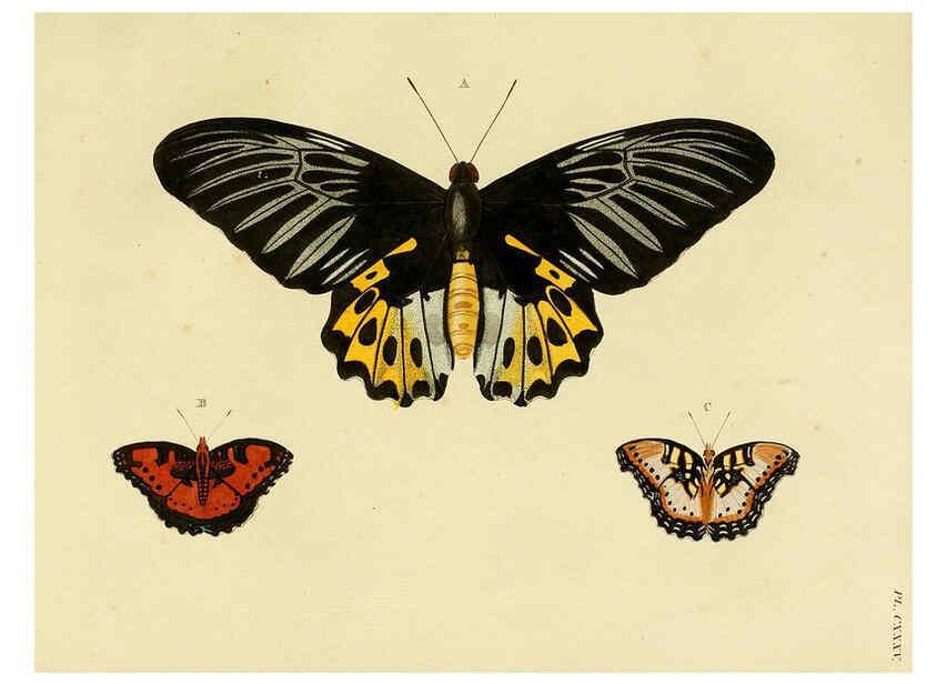Reproducción/Reproduction 6127790060: De uitlandsche kapellen. v.2. A Amsteldam :Chez Barthelmy Wild,1779-1782 [i.e. 1775-1782] 