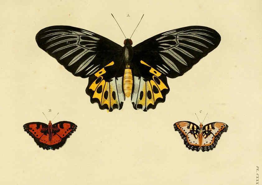 Reproducción/Reproduction 6127790060: De uitlandsche kapellen. v.2. A Amsteldam :Chez Barthelmy Wild,1779-1782 [i.e. 1775-1782] 
