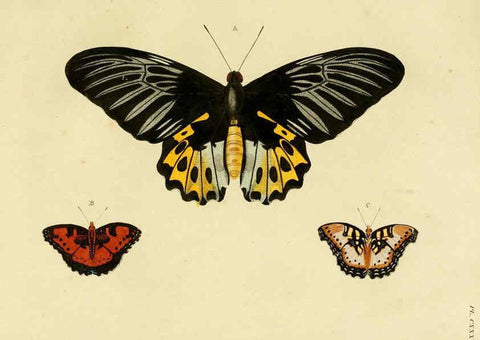 Reproducción/Reproduction 6127790060: De uitlandsche kapellen. v.2. A Amsteldam :Chez Barthelmy Wild,1779-1782 [i.e. 1775-1782] 