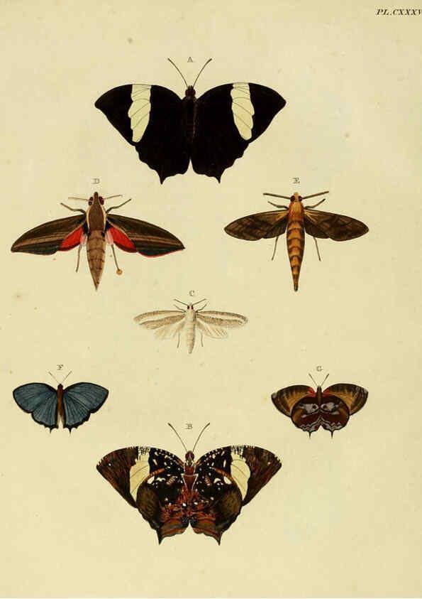 Reproducción/Reproduction 6127790626: De uitlandsche kapellen. v.2. A Amsteldam :Chez Barthelmy Wild,1779-1782 [i.e. 1775-1782] 