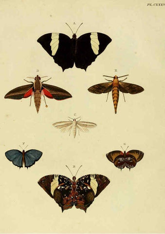 Reproducción/Reproduction 6127790626: De uitlandsche kapellen. v.2. A Amsteldam :Chez Barthelmy Wild,1779-1782 [i.e. 1775-1782] 