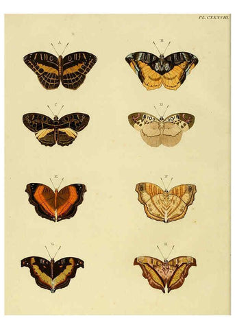 Reproducción/Reproduction 6127242889: De uitlandsche kapellen. v.2. A Amsteldam :Chez Barthelmy Wild,1779-1782 [i.e. 1775-1782] 