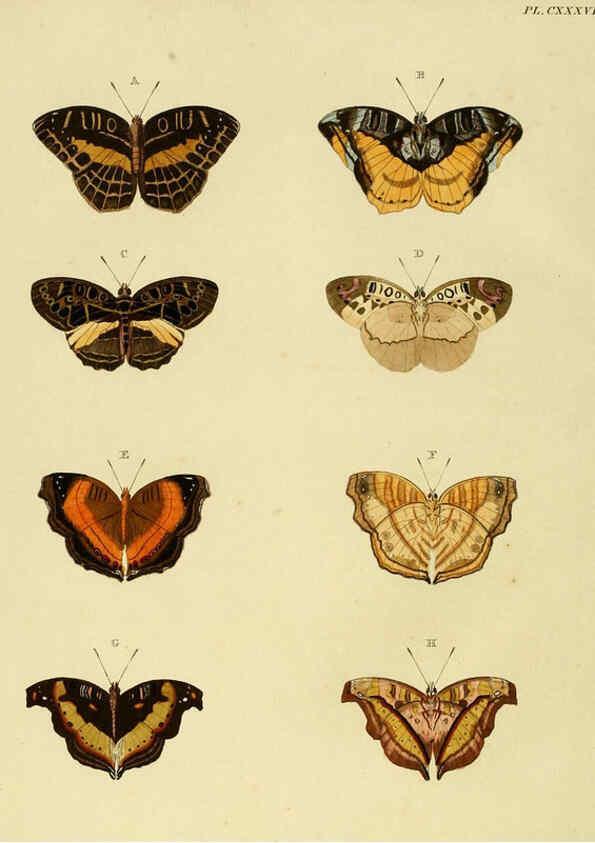 Reproducción/Reproduction 6127242889: De uitlandsche kapellen. v.2. A Amsteldam :Chez Barthelmy Wild,1779-1782 [i.e. 1775-1782] 