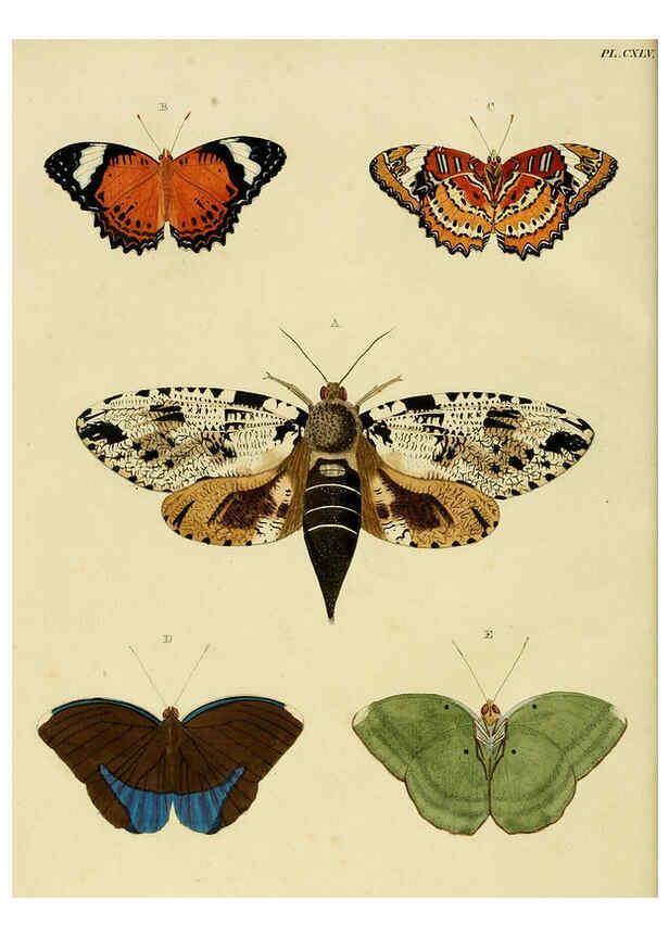 Reproducción/Reproduction 6127792652: De uitlandsche kapellen. v.2. A Amsteldam :Chez Barthelmy Wild,1779-1782 [i.e. 1775-1782] 