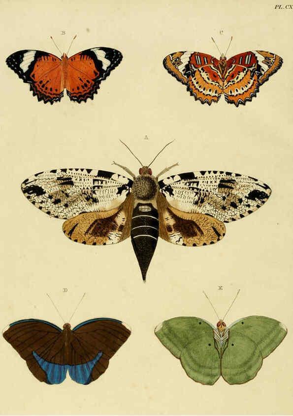 Reproducción/Reproduction 6127792652: De uitlandsche kapellen. v.2. A Amsteldam :Chez Barthelmy Wild,1779-1782 [i.e. 1775-1782] 