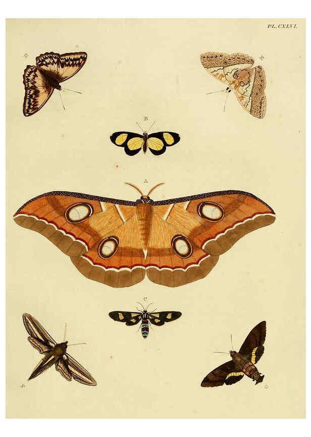 Reproducción/Reproduction 6127244895: De uitlandsche kapellen. v.2. A Amsteldam :Chez Barthelmy Wild,1779-1782 [i.e. 1775-1782] 
