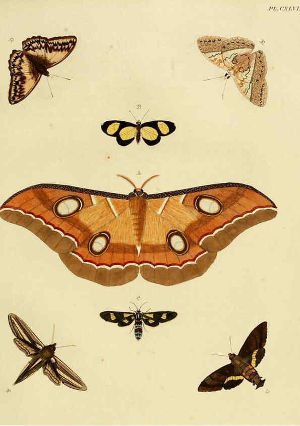 Reproducción/Reproduction 6127244895: De uitlandsche kapellen. v.2. A Amsteldam :Chez Barthelmy Wild,1779-1782 [i.e. 1775-1782] 
