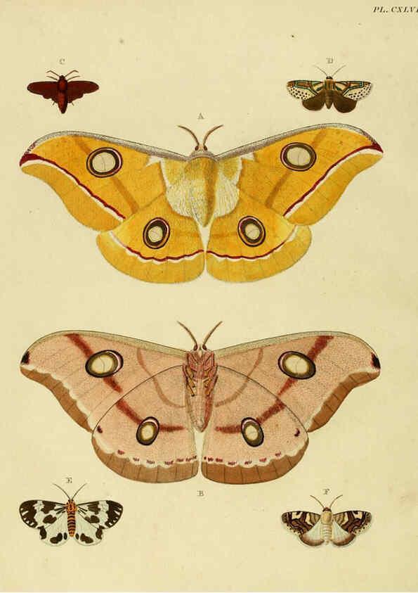 Reproducción/Reproduction 6127245091: De uitlandsche kapellen. v.2. A Amsteldam :Chez Barthelmy Wild,1779-1782 [i.e. 1775-1782] 