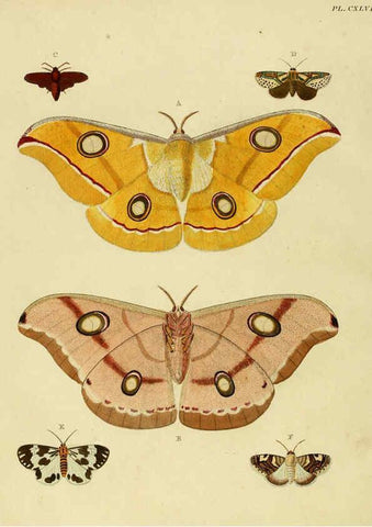 Reproducción/Reproduction 6127245091: De uitlandsche kapellen. v.2. A Amsteldam :Chez Barthelmy Wild,1779-1782 [i.e. 1775-1782] 