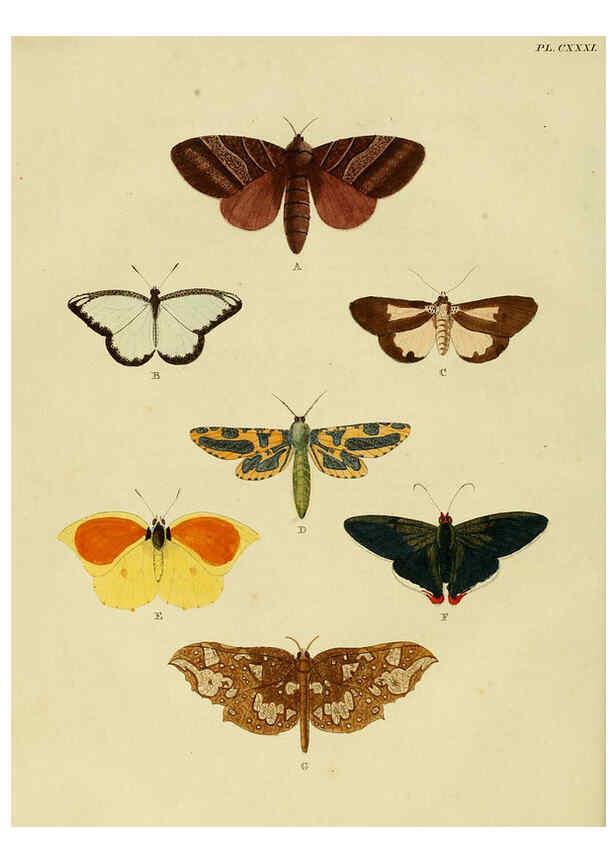 Reproducción/Reproduction 6127789104: De uitlandsche kapellen. v.2. A Amsteldam :Chez Barthelmy Wild,1779-1782 [i.e. 1775-1782] 