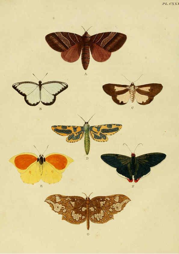 Reproducción/Reproduction 6127789104: De uitlandsche kapellen. v.2. A Amsteldam :Chez Barthelmy Wild,1779-1782 [i.e. 1775-1782] 