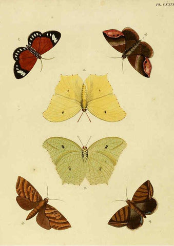 Reproducción/Reproduction 6127240705: De uitlandsche kapellen. v.2. A Amsteldam :Chez Barthelmy Wild,1779-1782 [i.e. 1775-1782] 
