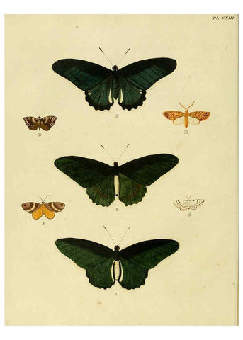Reproducción/Reproduction 6127236845: De uitlandsche kapellen. v.2. A Amsteldam :Chez Barthelmy Wild,1779-1782 [i.e. 1775-1782] 