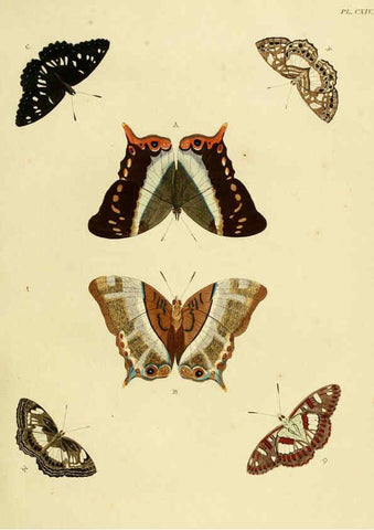Reproducción/Reproduction 6127785172: De uitlandsche kapellen. v.2. A Amsteldam :Chez Barthelmy Wild,1779-1782 [i.e. 1775-1782] 