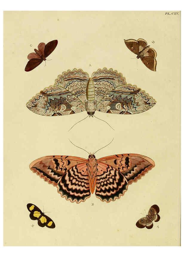 Reproducción/Reproduction 6127785376: De uitlandsche kapellen. v.2. A Amsteldam :Chez Barthelmy Wild,1779-1782 [i.e. 1775-1782] 