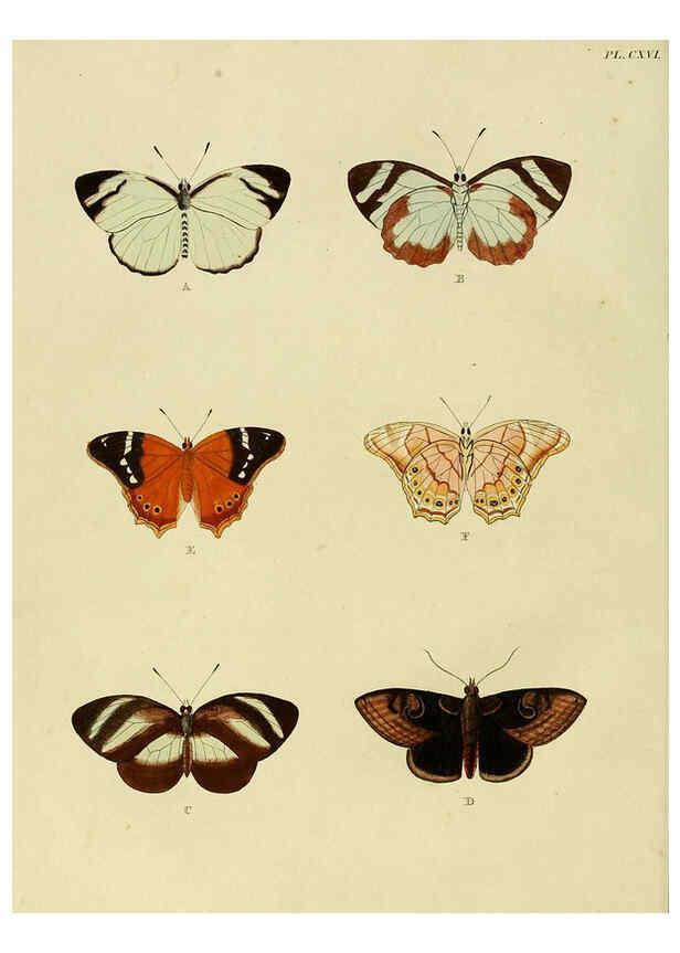 Reproducción/Reproduction 6127785592: De uitlandsche kapellen. v.2. A Amsteldam :Chez Barthelmy Wild,1779-1782 [i.e. 1775-1782] 
