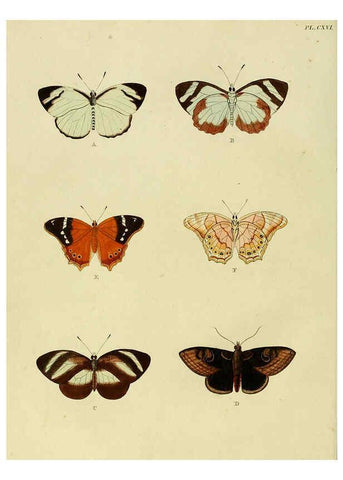 Reproducción/Reproduction 6127785592: De uitlandsche kapellen. v.2. A Amsteldam :Chez Barthelmy Wild,1779-1782 [i.e. 1775-1782] 