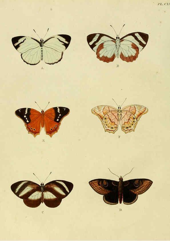 Reproducción/Reproduction 6127785592: De uitlandsche kapellen. v.2. A Amsteldam :Chez Barthelmy Wild,1779-1782 [i.e. 1775-1782] 