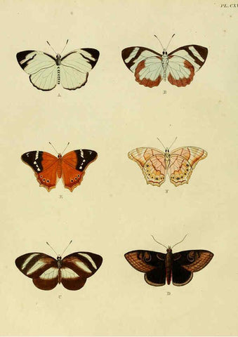Reproducción/Reproduction 6127785592: De uitlandsche kapellen. v.2. A Amsteldam :Chez Barthelmy Wild,1779-1782 [i.e. 1775-1782] 
