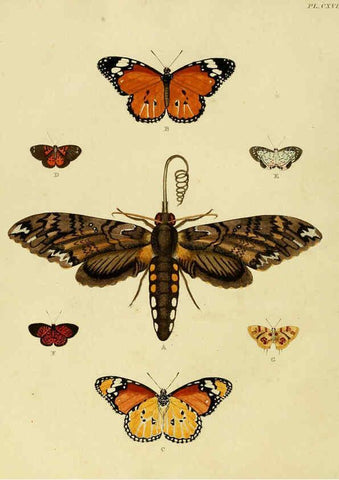 Reproducción/Reproduction 6127786016: De uitlandsche kapellen. v.2. A Amsteldam :Chez Barthelmy Wild,1779-1782 [i.e. 1775-1782] 