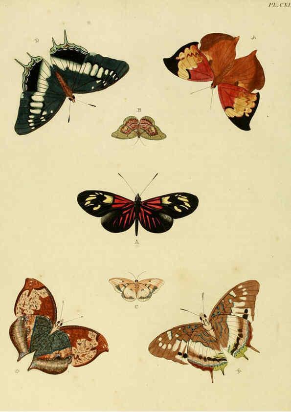 Reproducción/Reproduction 6127238197: De uitlandsche kapellen. v.2. A Amsteldam :Chez Barthelmy Wild,1779-1782 [i.e. 1775-1782] 