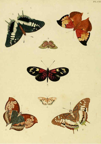 Reproducción/Reproduction 6127238197: De uitlandsche kapellen. v.2. A Amsteldam :Chez Barthelmy Wild,1779-1782 [i.e. 1775-1782] 