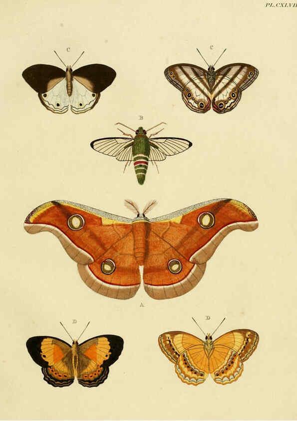 Reproducción/Reproduction 6127245359: De uitlandsche kapellen. v.2. A Amsteldam :Chez Barthelmy Wild,1779-1782 [i.e. 1775-1782] 