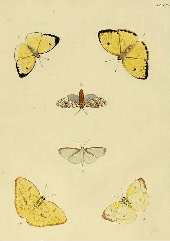 Reproducción/Reproduction 6127238517: De uitlandsche kapellen. v.2. A Amsteldam :Chez Barthelmy Wild,1779-1782 [i.e. 1775-1782] 