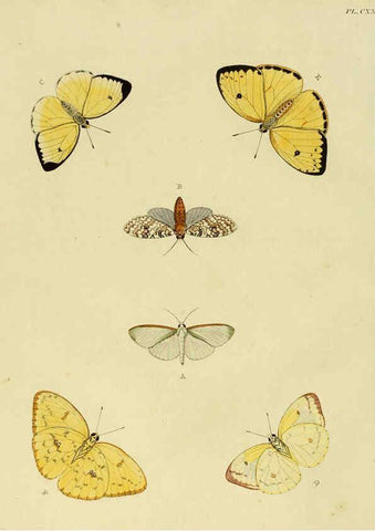 Reproducción/Reproduction 6127238517: De uitlandsche kapellen. v.2. A Amsteldam :Chez Barthelmy Wild,1779-1782 [i.e. 1775-1782] 