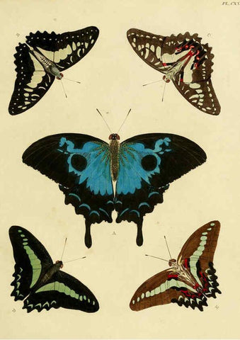 Reproducción/Reproduction 6127239113: De uitlandsche kapellen. v.2. A Amsteldam :Chez Barthelmy Wild,1779-1782 [i.e. 1775-1782] 