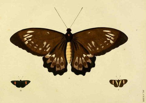 Reproducción/Reproduction 6127239281: De uitlandsche kapellen. v.2. A Amsteldam :Chez Barthelmy Wild,1779-1782 [i.e. 1775-1782] 