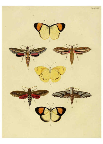 Reproducción/Reproduction 6127239665: De uitlandsche kapellen. v.2. A Amsteldam :Chez Barthelmy Wild,1779-1782 [i.e. 1775-1782] 
