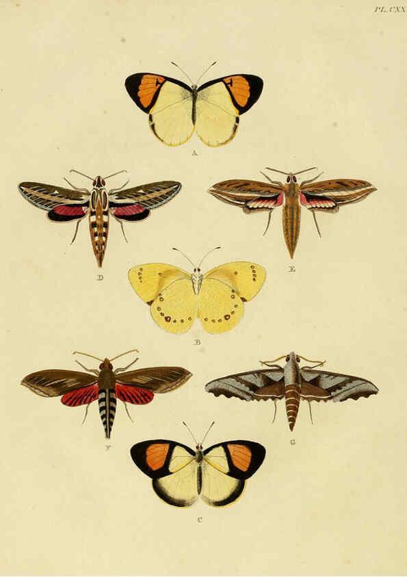 Reproducción/Reproduction 6127239665: De uitlandsche kapellen. v.2. A Amsteldam :Chez Barthelmy Wild,1779-1782 [i.e. 1775-1782] 