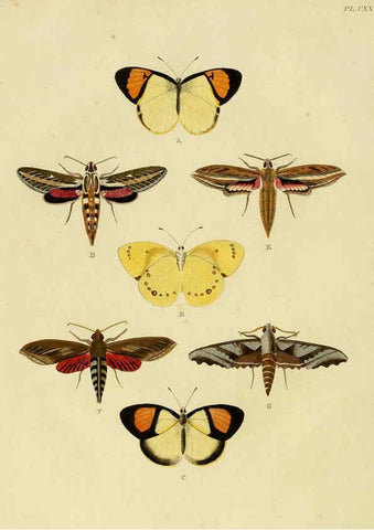 Reproducción/Reproduction 6127239665: De uitlandsche kapellen. v.2. A Amsteldam :Chez Barthelmy Wild,1779-1782 [i.e. 1775-1782] 