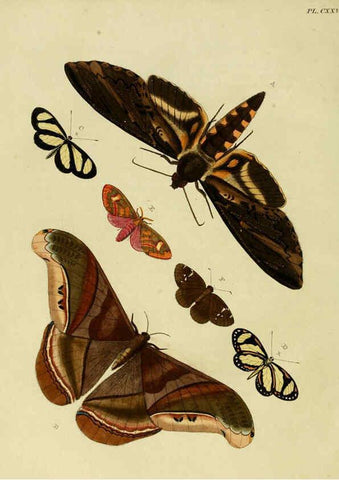 Reproducción/Reproduction 6127239975: De uitlandsche kapellen. v.2. A Amsteldam :Chez Barthelmy Wild,1779-1782 [i.e. 1775-1782] 
