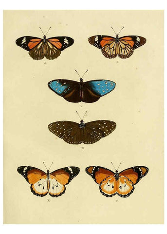 Reproducción/Reproduction 6127240275: De uitlandsche kapellen. v.2. A Amsteldam :Chez Barthelmy Wild,1779-1782 [i.e. 1775-1782] 