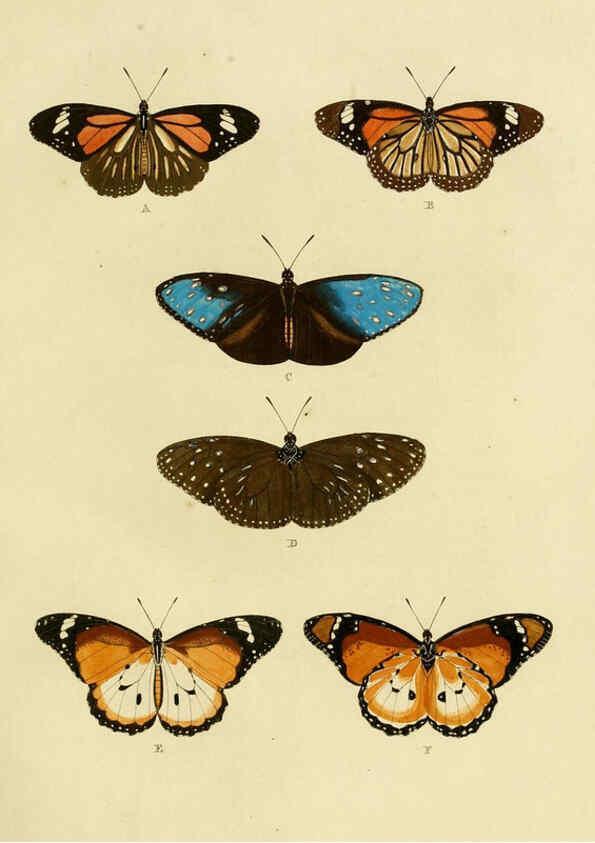Reproducción/Reproduction 6127240275: De uitlandsche kapellen. v.2. A Amsteldam :Chez Barthelmy Wild,1779-1782 [i.e. 1775-1782] 