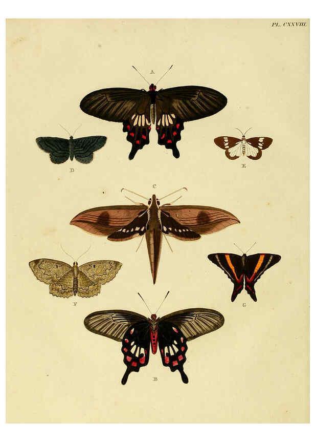 Reproducción/Reproduction 6127240511: De uitlandsche kapellen. v.2. A Amsteldam :Chez Barthelmy Wild,1779-1782 [i.e. 1775-1782] 