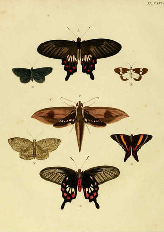 Reproducción/Reproduction 6127240511: De uitlandsche kapellen. v.2. A Amsteldam :Chez Barthelmy Wild,1779-1782 [i.e. 1775-1782] 