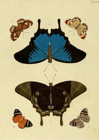 Reproducción/Reproduction 6127786862: De uitlandsche kapellen. v.2. A Amsteldam :Chez Barthelmy Wild,1779-1782 [i.e. 1775-1782] 