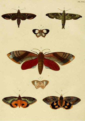 Reproducción/Reproduction 6127793774: De uitlandsche kapellen. v.2. A Amsteldam :Chez Barthelmy Wild,1779-1782 [i.e. 1775-1782] 