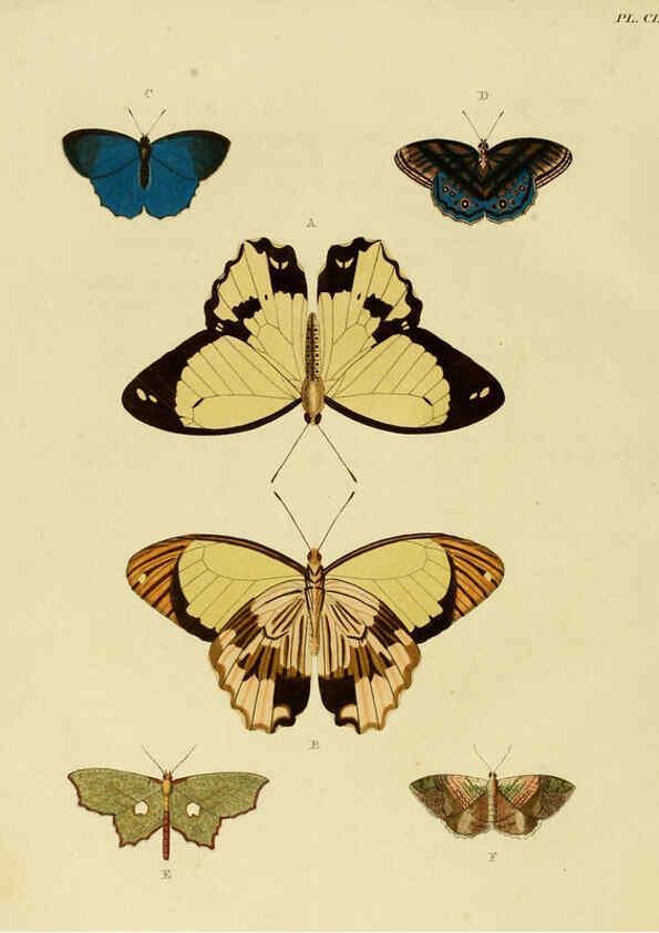 Reproducción/Reproduction 6127794154: De uitlandsche kapellen. v.2. A Amsteldam :Chez Barthelmy Wild,1779-1782 [i.e. 1775-1782] 