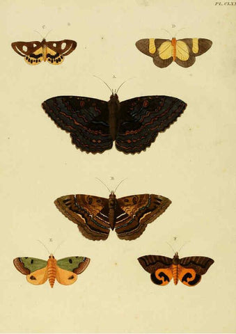 Reproducción/Reproduction 6127798928: De uitlandsche kapellen. v.2. A Amsteldam :Chez Barthelmy Wild,1779-1782 [i.e. 1775-1782] 