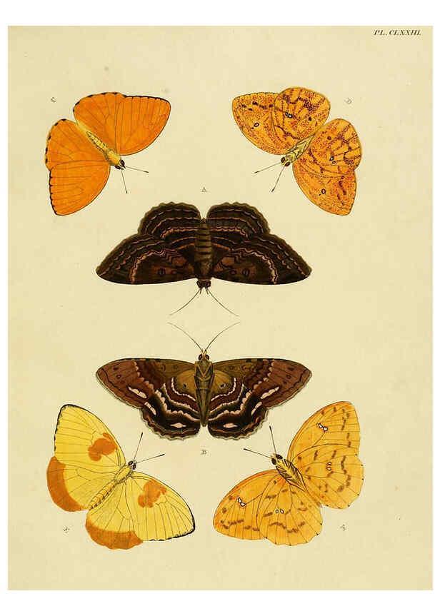 Reproducción/Reproduction 6127799142: De uitlandsche kapellen. v.2. A Amsteldam :Chez Barthelmy Wild,1779-1782 [i.e. 1775-1782] 