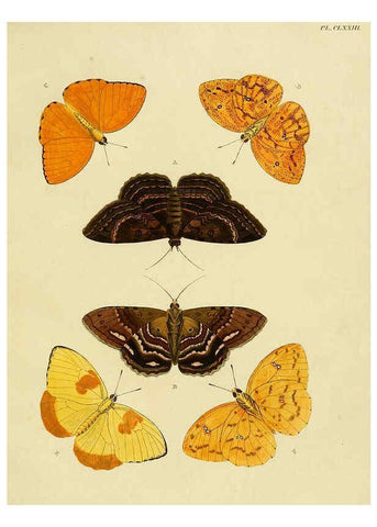 Reproducción/Reproduction 6127799142: De uitlandsche kapellen. v.2. A Amsteldam :Chez Barthelmy Wild,1779-1782 [i.e. 1775-1782] 